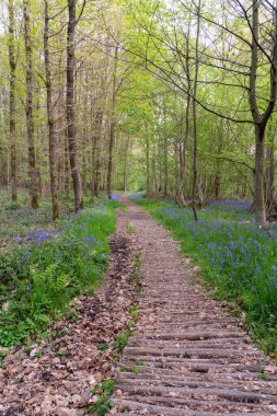 İlkbahar döneminde ormanın içinden geçen bir patika. Whit çan çiçekleri patikanın yanında.