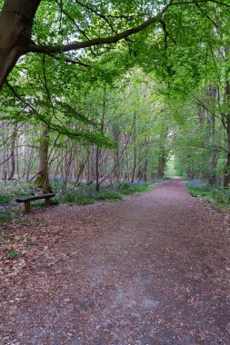 İlkbahar döneminde ormanın içinden geçen bir patika. Whit çan çiçekleri patikanın yanında.