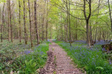 İlkbahar döneminde ormanın içinden geçen bir patika. Whit çan çiçekleri patikanın yanında.