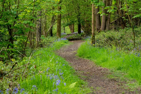 Camino Bosque Árbol Cayó Través Del Camino Donde Hay Hermosas — Foto de Stock