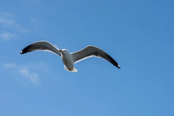 Sea Many Seagulls Flying — Stock Photo, Image