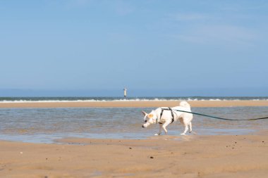 Deniz kıyısında, bu güzel köpek tasmayla yürüyor.