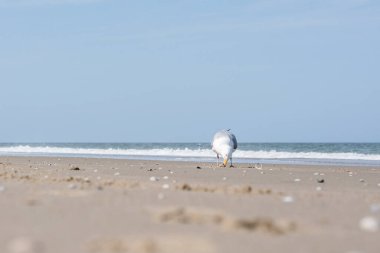 Deniz kenarında, kumsalda elinde yiyecek olan bir martı var.