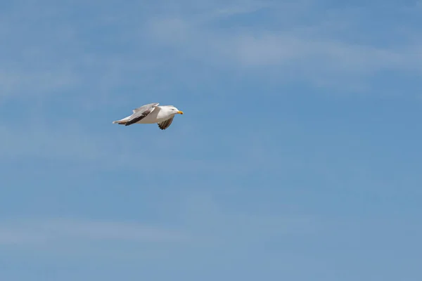 Dengan Laut Ada Banyak Burung Camar Terbang Sekitar — Stok Foto
