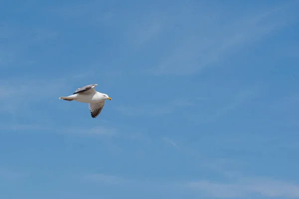 在海边 有许多海鸥在飞来飞去 — 图库照片