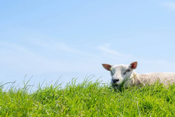羊在牧场上的是草吃 — 图库照片
