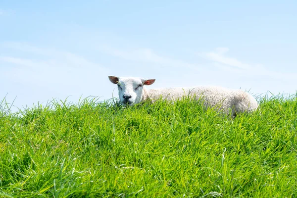 羊在牧场上的是草吃 — 图库照片