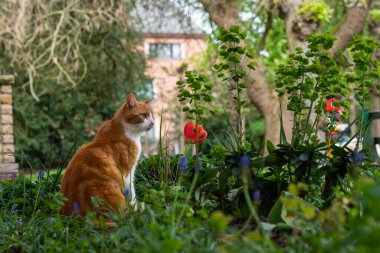 Parkta bir çiçeğin yanındaki kahverengi kedi