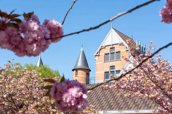 Güneşli güzel bir günde ön planda Japon kiraz ağacı olan bir kule görebilirsiniz.
