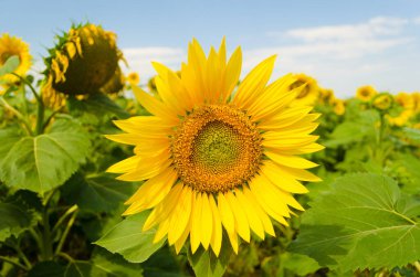 Yellow sunflowers on the field in summer
