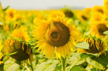 Yellow sunflowers on the field in summer