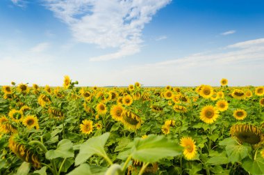 Yellow sunflowers on the field in summer