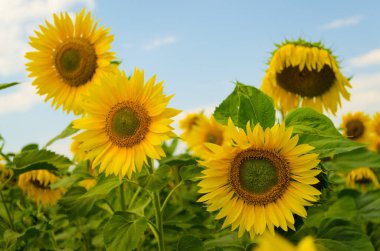Yellow sunflowers on the field in summer