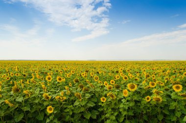 Yellow sunflowers on the field in summer