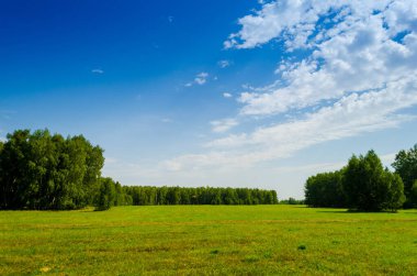 Forest against the background of the field