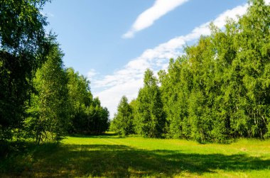 Forest against the background of the field