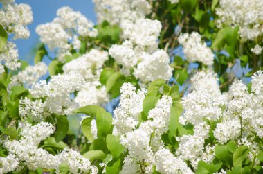 Lilac plant branch in summer