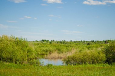 Kışın huş ağacı