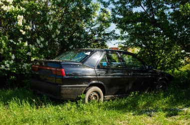 Old abandoned car in greenery