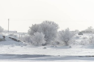 Trees in hoarfrost in winter, frost