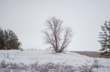 Trees in hoarfrost in winter, frost