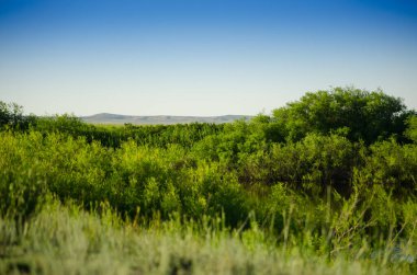 Green nature, hill, summer