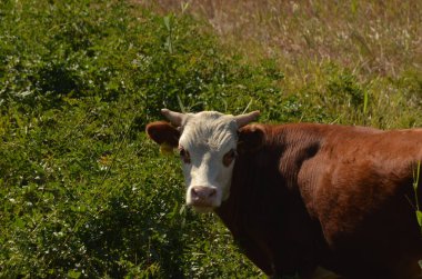 Cow on a wild pasture