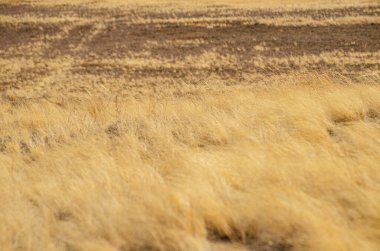 Scorched grass in the autumn steppe