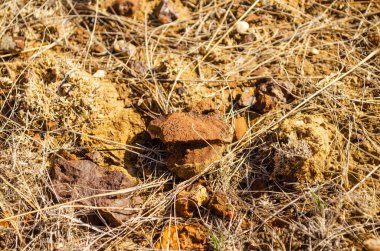 Two small stones on the grass in the steppe