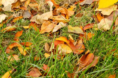 Yellow and red autumn leaves on the grass