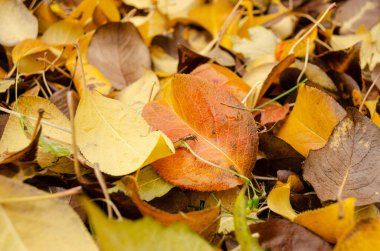 Sarı ve Kırmızı Sonbahar Yaprakları