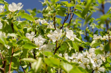 Ağaç çiçekleri, bahar, sıcaklık, çiçek.