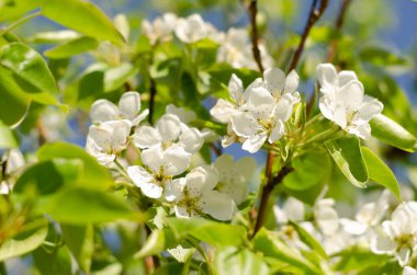 Ağaç çiçekleri, bahar, sıcaklık, çiçek.