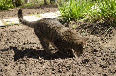 Yazın kedi dışarıda yürür.