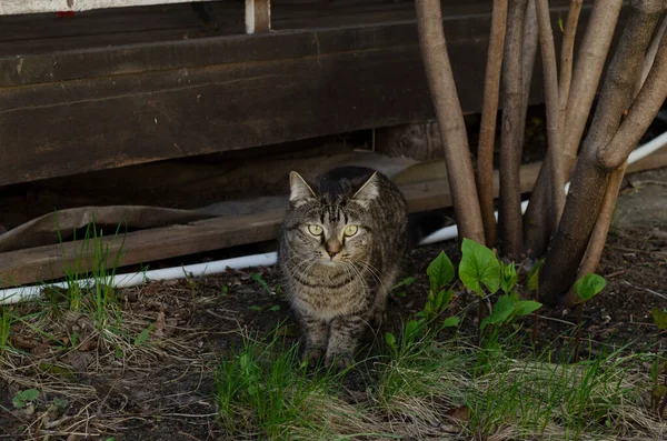 Кішка Гуляє Надворі Влітку — стокове фото