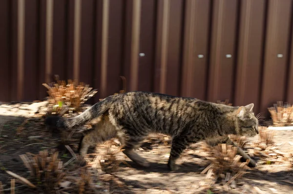 Кішка Гуляє Надворі Влітку — стокове фото