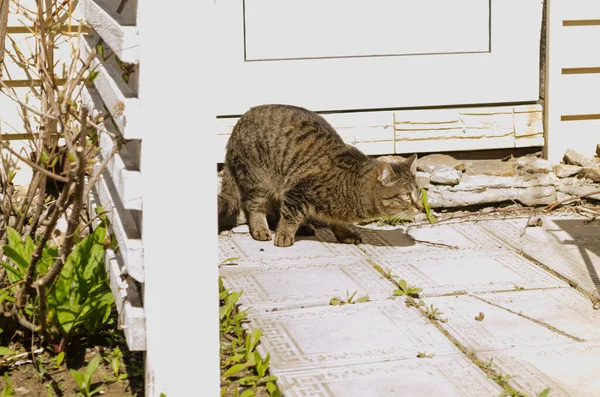 Katze Geht Sommer Draußen Spazieren — Stockfoto