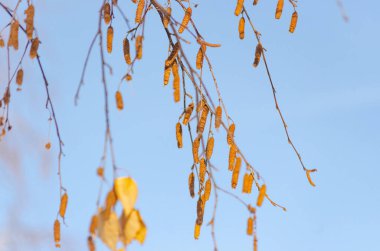 Huş ağacı dalı tomurcukları ile