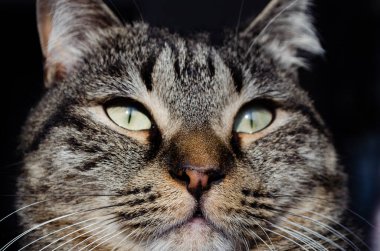 Bir kedinin dikkatli bakışları.