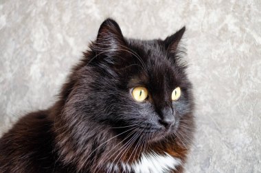 Siyah bir kedinin dikkatli bakışları