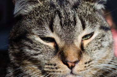 Bir kedinin hoşnutsuz yüzü