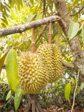 Bahçedeki bir ağaç dalından sarkan iki durian meyvesinin yakın çekiminde kendine özgü dikenli kabukları sergilenir.