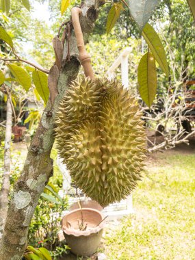 Bahçedeki bir ağaç dalından sarkan durian meyvesinin yakın çekimi dikenli dış görünüşünü ve doğal gelişimini gözler önüne seriyor.