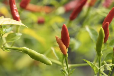 Olgunlaşmanın çeşitli aşamalarındaki acı biberlerin ayrıntılı görüntüsü, yeşilden kırmızıya, canlı bir bitkide büyüyen