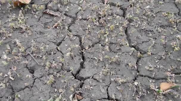 Dry Cracked Earth Garden — Stock Video