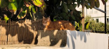 Kedi gölgede bir sütunun üstünde