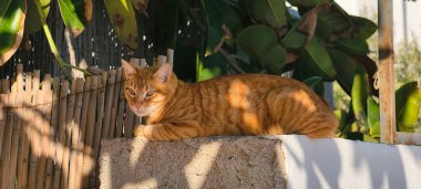 Kedi gölgede bir sütunun üstünde