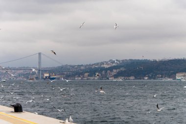 Seascape of Istanbul and plenty of seaguls