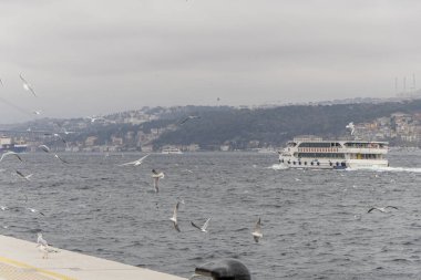 Seascape of Istanbul and plenty of seaguls