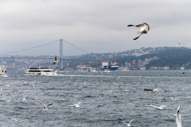 Seascape of Istanbul and plenty of seaguls
